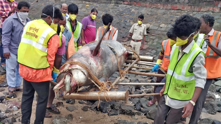 8-feet-long Dolphin carcass washes ashore Girgaum Chowpatty