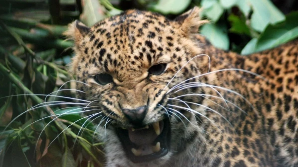 Leopard attacks a man in Mulund