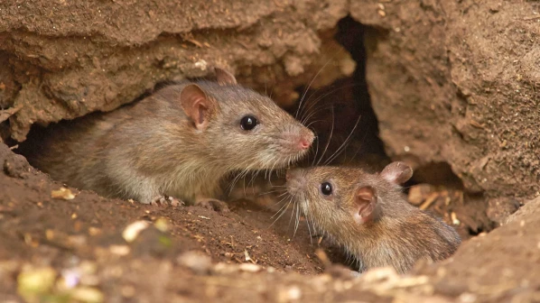 कांदिवलीत सोळा वर्षाच्या मुलाचा लेप्टोने मृत्यू