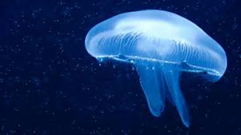 Toxic jellyfish spotted at Mumbai beaches