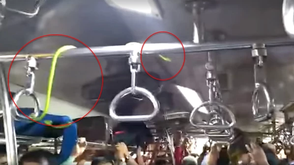 ठाणे स्टेशनजवळ लोकलमध्ये आढळला साप