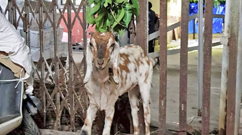 Goat auctioned by Central Railway! Yes, you heard that right