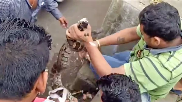 वीडियो: मुंबई की सड़क पर आया अजगर, हुआ ट्रैफिक जाम