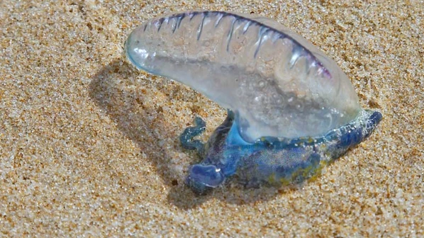 जेलिफिश का आतंक, सरकार ने एडवाइजरी जारी कर समुद्री किनारों पर नहीं जाने की दी सलाह