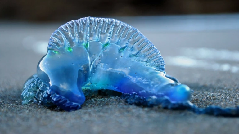 Blue Bottle jellyfish attack 150 people in two days