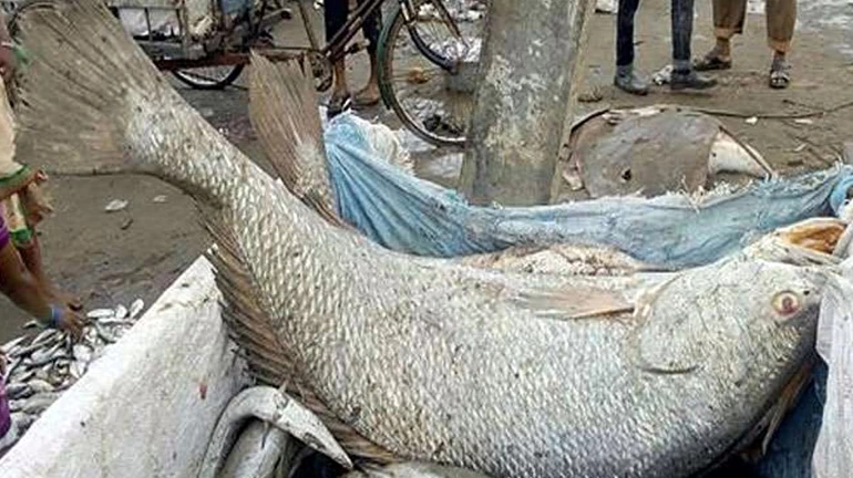 Ghol-d! Fisherman sell 30 kg 'Ghol' fish for a whopping sum of ₹5.5 lakh