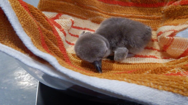 Byculla zoo welcomes first Humboldt Penguin born in India