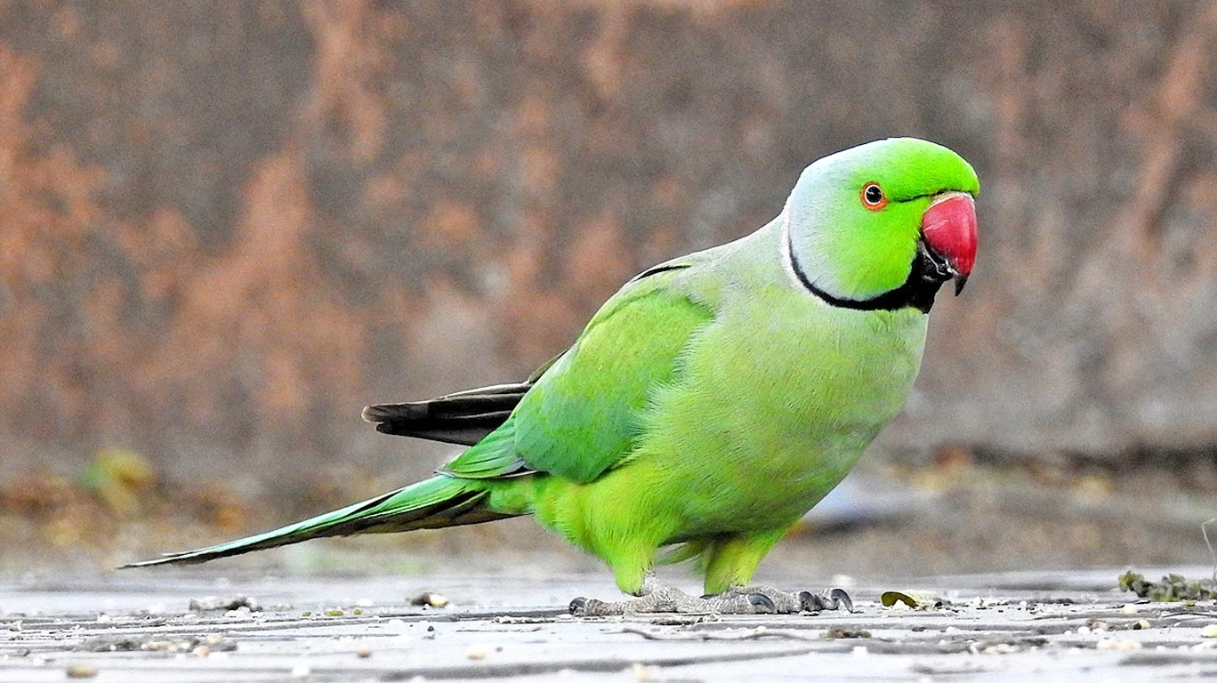 Caging parrots can put you behind bars | Mumbai Live