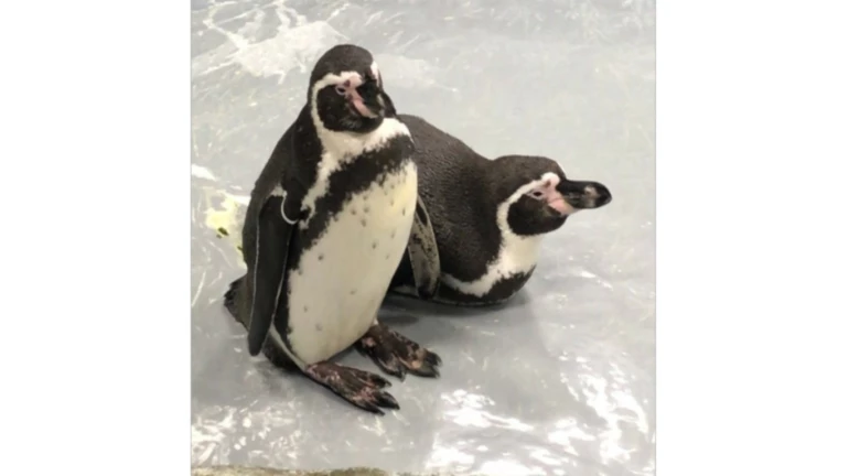 The more, the merrier: Byculla zoo may add one female and two male birds to its penguin crew