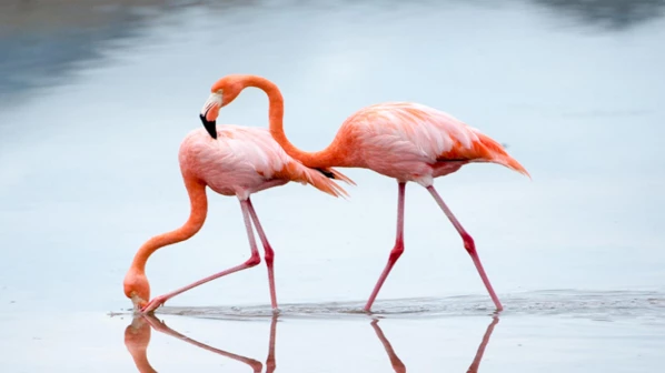 गोराईत पक्षी अभयारण्य उभारण्याची शिवसेनेची मागणी