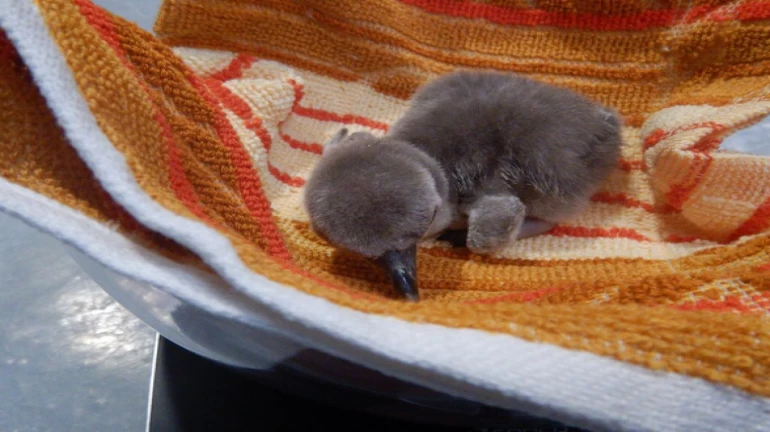 रानीबाग में जन्मे पेंग्विन के बच्चे की हफ्ते भर में ही हुई मौत