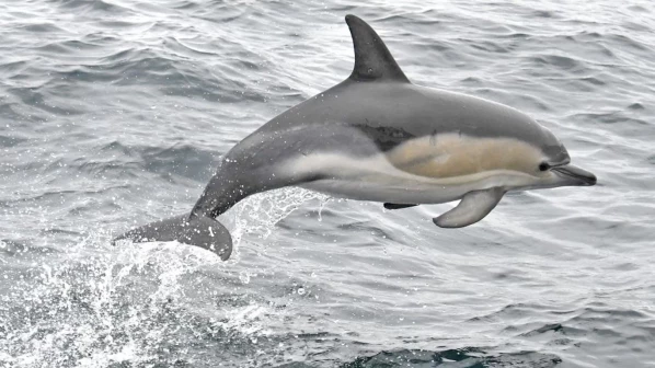 डॉल्फिनला वाचवण्यासाठी कांदळवन कक्षाचा पुढाकार
