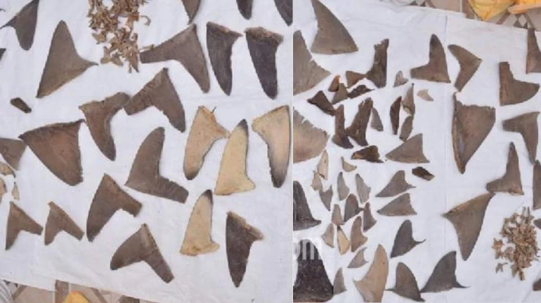 DRI seizes 8,000 kg of shark fins from Mumbai and Gujarat