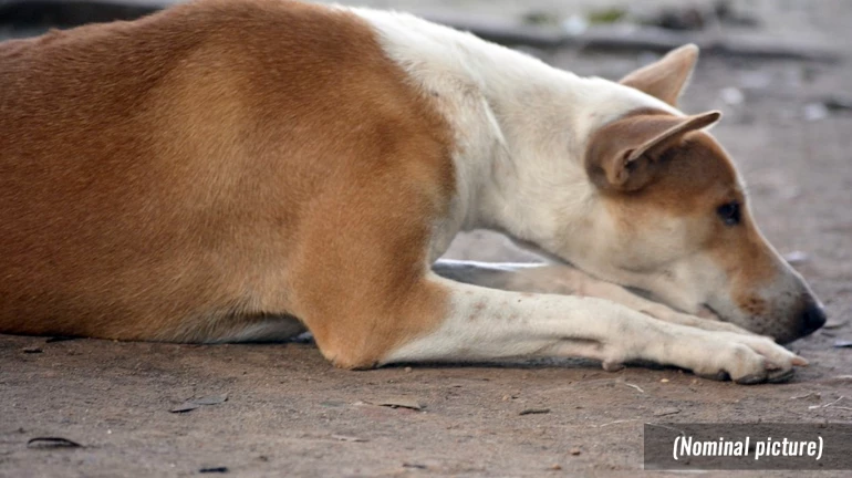 अमानवीय कृत्य: कुत्ते का काट दिया अंडकोष, स्थिति गंभीर