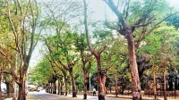 ठाणे वृक्षगणनेसाठी 2.35 कोटी रुपयांच्या खर्चावरून टीका ठाणे वृक्षगणनेसाठी 2.35 कोटी रुपयांच्या खर्चावरून टीका