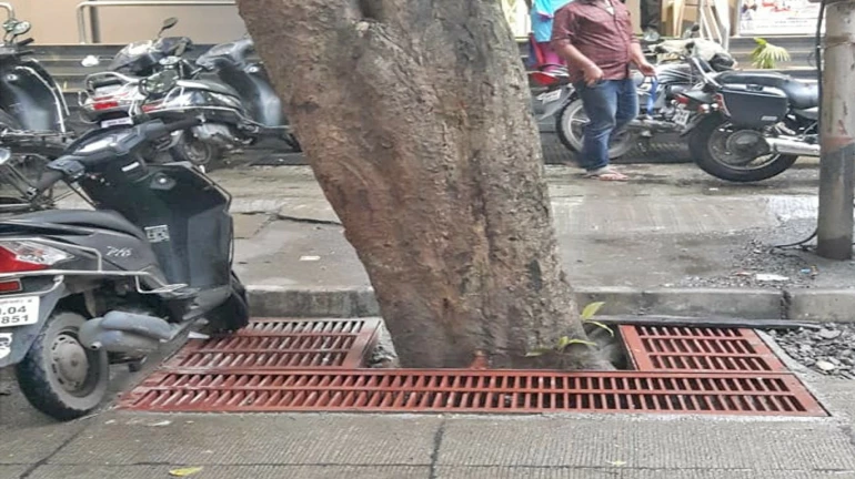 TMC to set up metal tree grates in Thane to save them from choking
