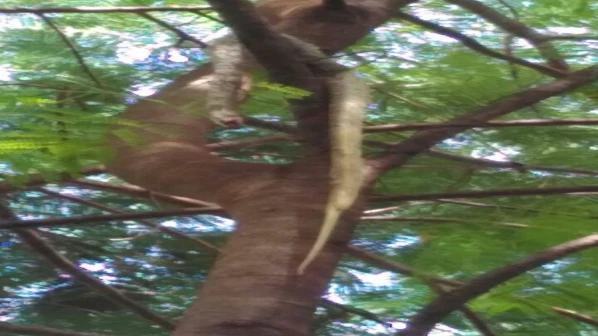 सर्पमित्राकडून हिसकावून घेत सापाची हत्या; मद्यपी तरूणाची क्रुरता