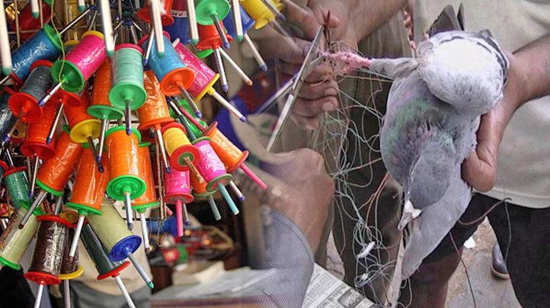 Kite flying during Makar Sankrant injures about 100 birds