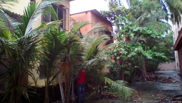 पेड़  से परेशान ! 