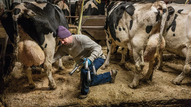 बाॅलिवूड कलाकार काढणार गाई-म्हशीचं दूध?