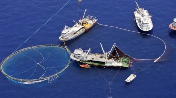 मुंबई के किनारों पर पर छूपके - छूपके होती है पर्ससीन मच्छी मार ? 