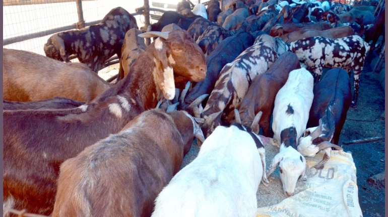 Animals Right Organization, PETA India, Voices Their Discontent Against The Illegal Goat Markets In Mumbai