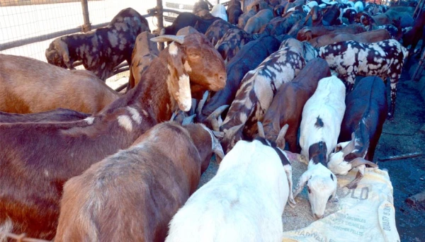 Eid al-Adha to be celebrated on Sep 12