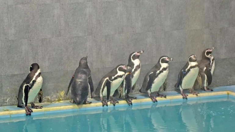 BMC to table ₹15 Cr tender for maintaining Byculla zoo penguin tomorrow