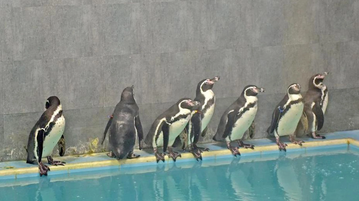 Mumbai's zoo has an increased revenue and Penguins are to be thanked