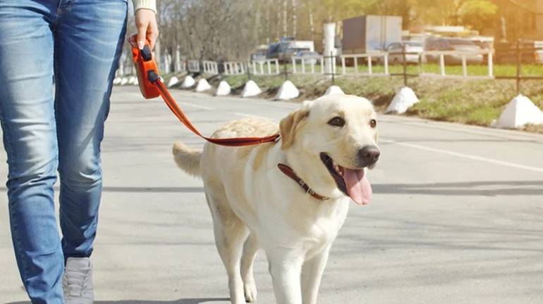 COVID 19 रुग्ण शोधण्यासाठी कुत्र्यांना प्रशिक्षण दिलं जाऊ शकतं, अभ्यासातून उघड