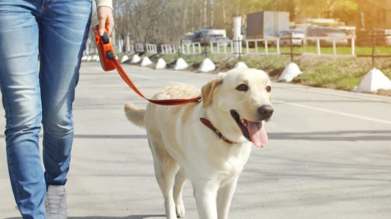 Navi Mumbaikars! Now, You Don’t Need Society’s Permission to Keep a Dog, clarifies NMMC