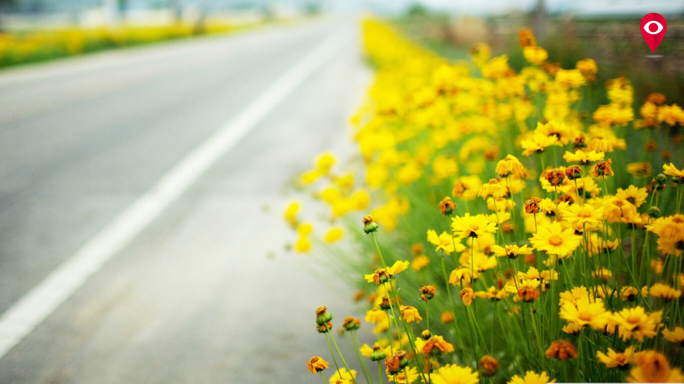 Spring in Mumbai's step these flowering trees herald the turn of