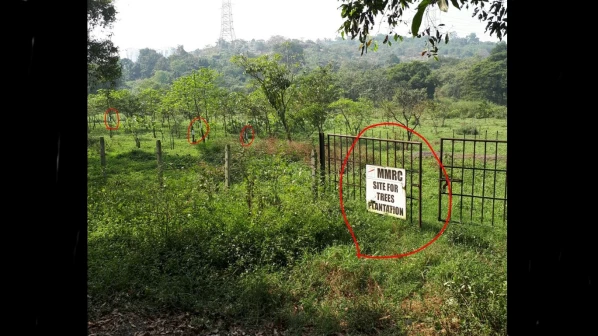 धक्कादायक! पुनर्रोपित झाडांची होणार कत्तल? एमएमआरसीचा प्रताप