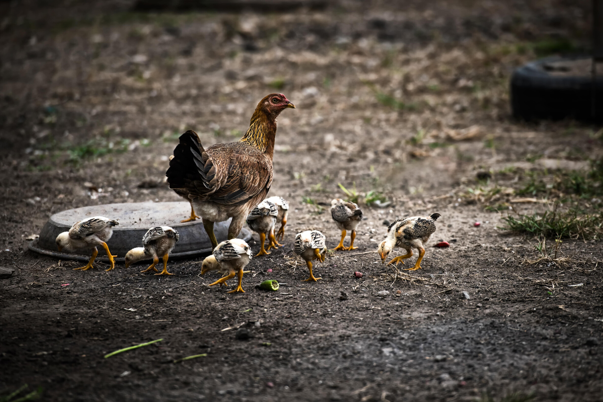 Cases of bird flu under control across Maharashtra