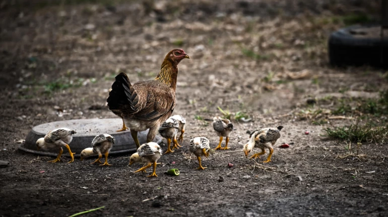 Maharashtra: 289 more birds found dead; tally reaches 18,700 Maharashtra: 289 more birds found dead; tally reaches 18,700