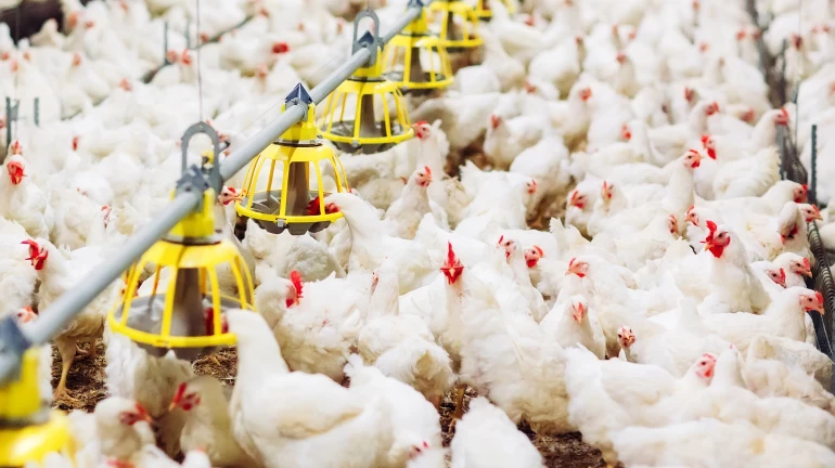 ठाण्यातील 'या' भागात बर्ड फ्लू, ३०० कोंबड्यांचा मृत्यू