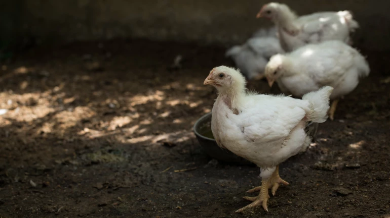 मुंबईत पक्ष्यांच्या मृत्यूच्या १७९५ तक्रारी मुंबईत पक्ष्यांच्या मृत्यूच्या १७९५ तक्रारी