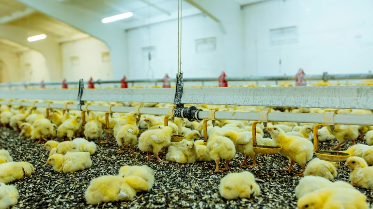 Bird-flu: 16 districts in Maharashtra report around 1900 deaths; culling begins in Latur Bird-flu: 16 districts in Maharashtra report around 1900 deaths; culling begins in Latur