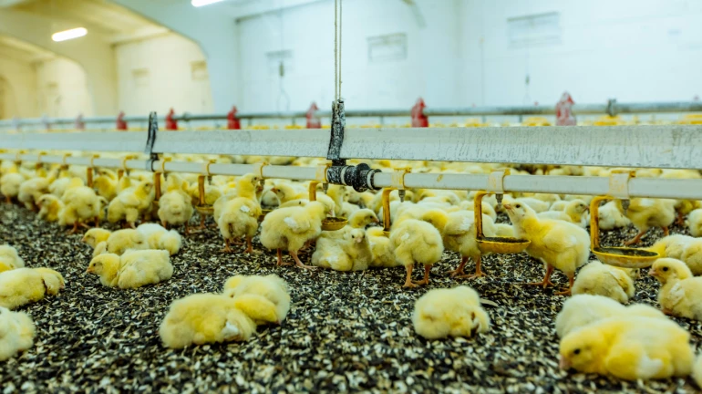 बर्ड फ्लूमुळे राज्यात आतापर्यंत १९४०६ पक्षांचा मृत्यू बर्ड फ्लूमुळे राज्यात आतापर्यंत १९४०६ पक्षांचा मृत्यू