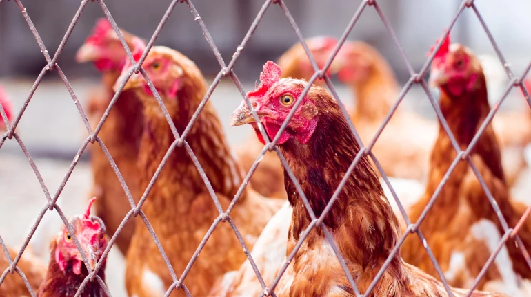 Thane: Chicken, mutton shops to remain closed in Kopri till February 5 Thane: Chicken, mutton shops to remain closed in Kopri till February 5