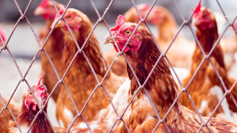 राज्यातील बर्ड फ्लू पूर्णपणे नियंत्रणात- सुनील केदार राज्यातील बर्ड फ्लू पूर्णपणे नियंत्रणात- सुनील केदार