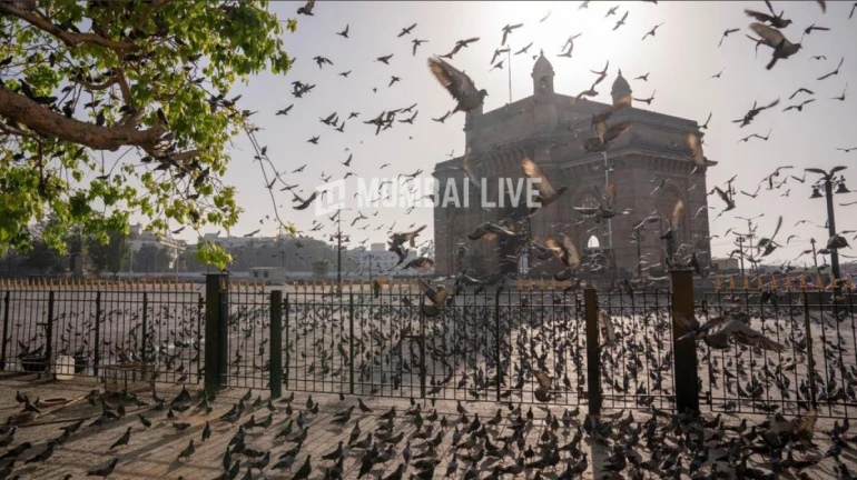 BMC sets up protective steel grills at 56 locations across Mumbai BMC sets up protective steel grills at 56 locations across Mumbai