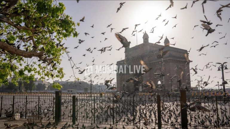 A year since first COVID-19 case was reported in Mumbai, a look-back at how the city has fared A year since first COVID-19 case was reported in Mumbai, a look-back at how the city has fared