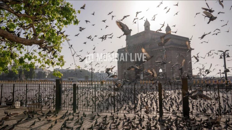 मुंबईतील हवेची गुणवत्ता सुधारली, 'या' दिवशी पावसाचा अंदाज मुंबईतील हवेची गुणवत्ता सुधारली, 'या' दिवशी पावसाचा अंदाज