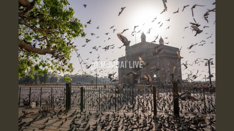 BMC plans to improve the visibility of the iconic 'Gateway of India'
