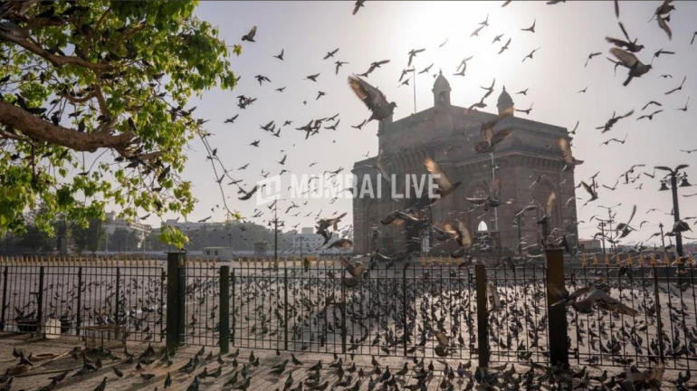 मुंबई : रविवार को शहर में धूल भरे वातावरण के पीछे पाकिस्तान